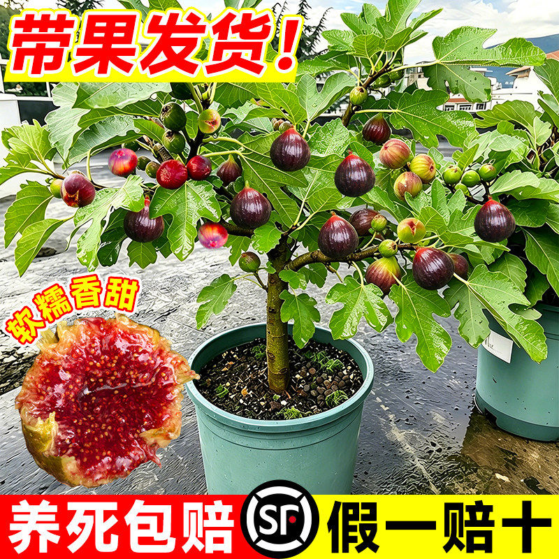 无花果树果苗带果盆栽波姬红四季庭院阳台地栽南北方种植当年结果