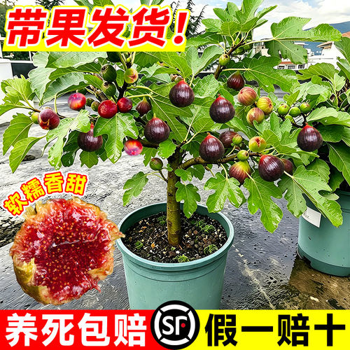 无花果树果苗带果盆栽波姬红四季庭院阳台地栽南北方种植当年结果