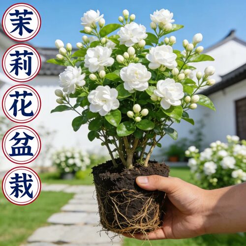 茉莉花盆栽带花苞室内花卉桌面绿植水培鲜花重瓣栀子花树苗浓香型