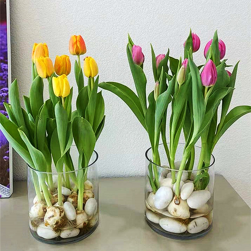 郁金香种球水培花卉植物室内花四季开花种子盆栽花苗土培水养好活
