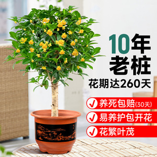 四季桂花树苗金桂庭院浓香原生地栽室内外盆栽八月丹桂花卉绿植物