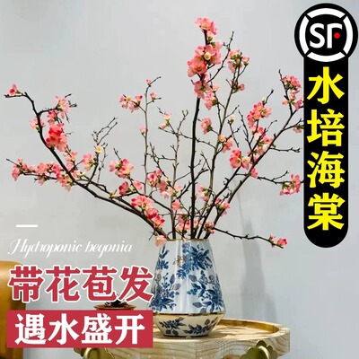 花叶春水培海棠客厅春季