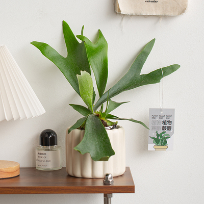 新品鹿角蕨板植挂板二岐蕨