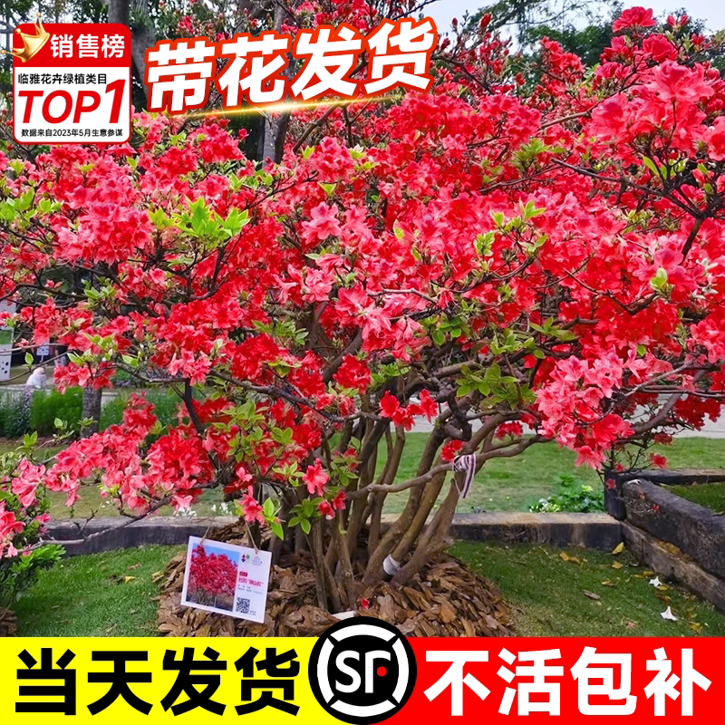 花叶春映山红基地现挖