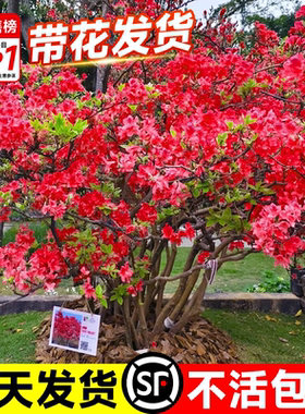 花叶春红色映山红树苗老桩杜鹃花盆栽带花苞双开花苗耐寒庭院盆景