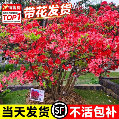 花叶春映山红基地现挖