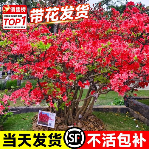 花叶春映山红基地现挖