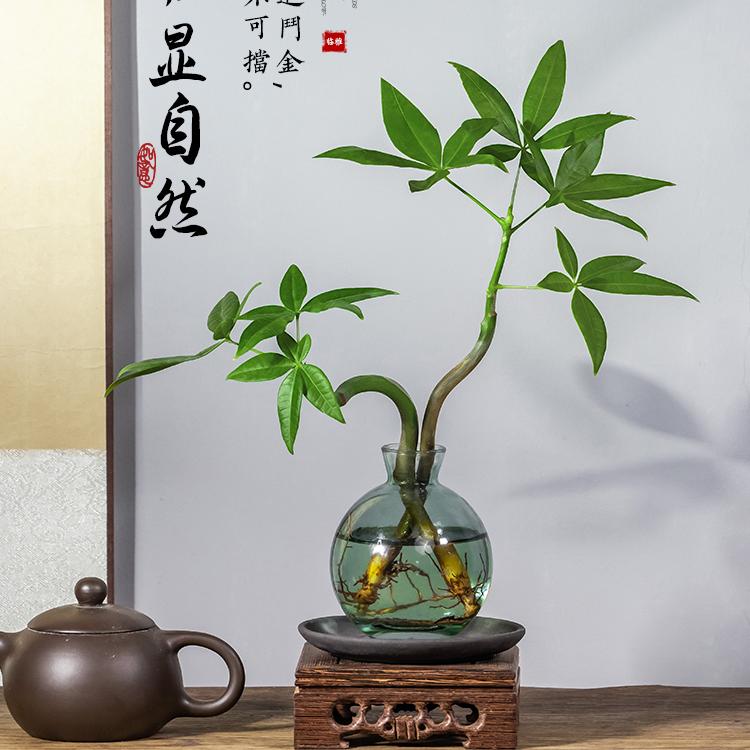 发财树盆栽客厅桌面四季常青水培