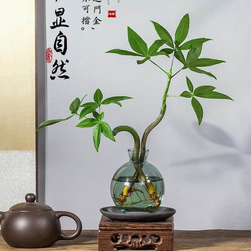 发财树盆栽客厅桌面四季常青水培