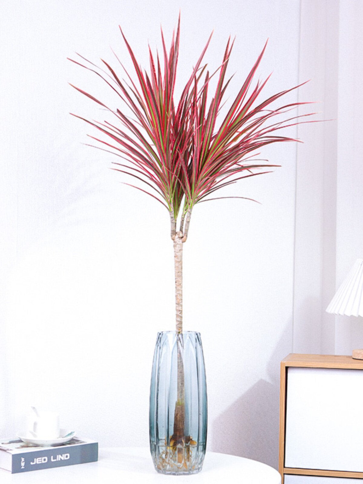 千年木栽七彩铁水培绿植室内办公面桌水养室盆吸甲醛qct20230净化