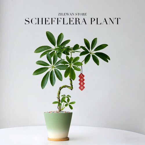 造型鸭脚木盆栽室内八方来财绿植办公室花卉桌面植物净化空气四季