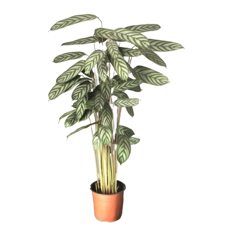 飞羽竹芋美丽之星孔雀观叶植物喜阴绿植花卉室内盆栽净化空气