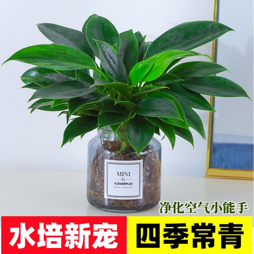 金钻办公室四季常青净化空气