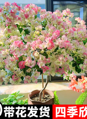 花叶春三角梅盆栽带花发货