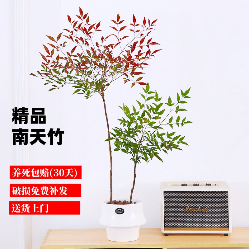 南天竹树苗子盆栽植物室内办公室绿植好养耐寒小树苗四季观叶盆景