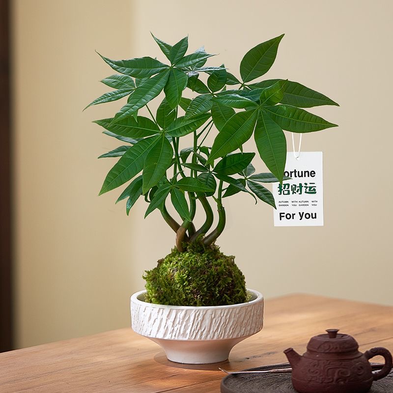 发财树苔藓盆栽室内办公室茶桌面绿植花卉中式好活四季常青植物
