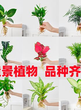 水培小盆栽室内四季常青