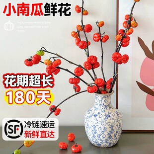 观赏鲜切花小南瓜鲜花云南基地直发家用小番茄插花真干花材花期长