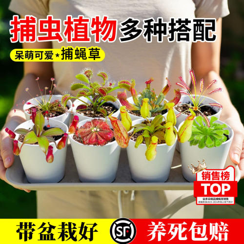 捕蝇草植物盆栽猪笼草驱蚊绿植物捕虫趣味食虫草懒人好养室内桌面