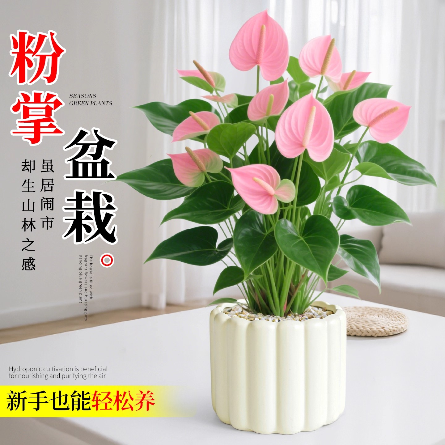 粉掌花卉绿植盆栽室内植物办公室桌面红掌四季好养幼儿园教师礼物