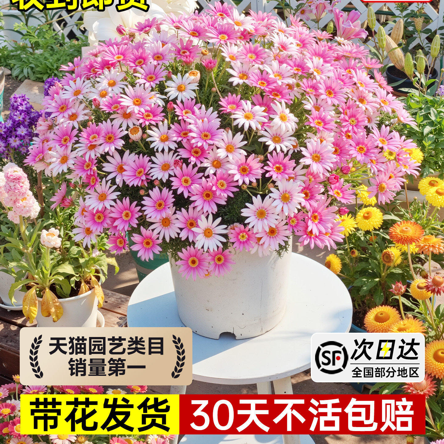 玛格丽特带花盆栽小雏菊糖果室外阳台四季花卉植物室内好养活开花