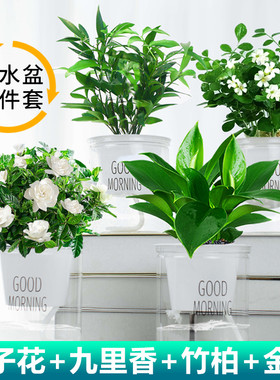 九里香盆栽客厅夏季四季常青