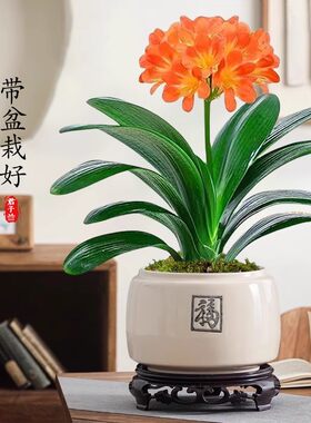 花叶春君子兰盆栽客厅四机厂