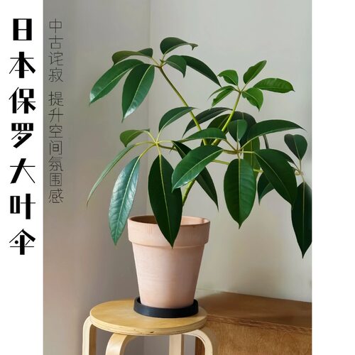 日本保罗大叶伞室内极简风客厅大型绿植盆栽好养活诧寂风装饰植物