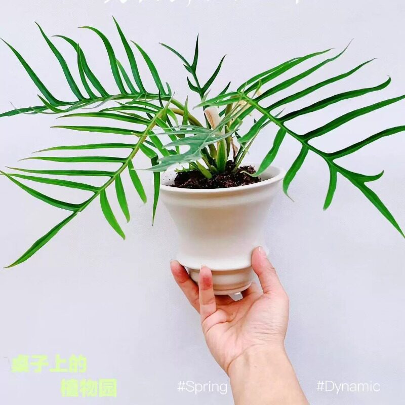 鱼骨蔓绿绒室内造型盆栽网红观叶植物热带植物办公室桌面净化空气