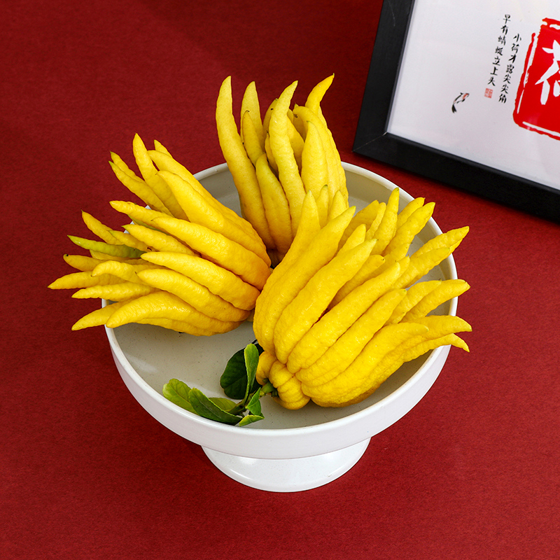 自带清香佛手柑花叶春金华基地