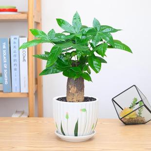 发财树盆栽绿植植物办公室客厅室内盆景好养小招财树水培绿萝