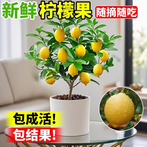新鲜柠檬果树盆栽室内客厅清香招财绿植包成活包结果好养花卉