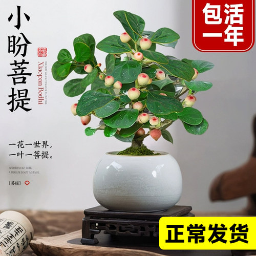 花叶春菩提盆栽带果发货