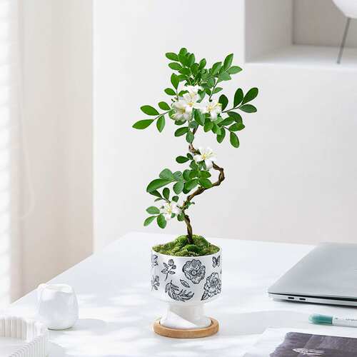 造型九里香盆栽办公室内客厅桌面好养绿植花卉开花植物盆景