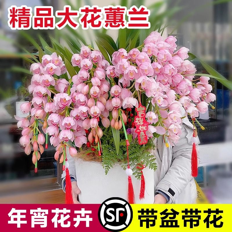 大花蕙兰兰花盆栽带花苞年宵花惠兰花剑过年客厅室内鲜花卉绿植物,鲜花速递/花卉仿真/绿植园艺,国兰/杂交兰/洋兰类,淘宝优惠券,粉丝福利购,淘宝优惠卷