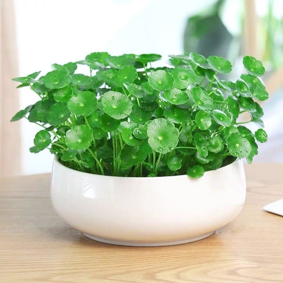 铜钱草水培水养土培室内植物 桌面办公室绿植创意阳台盆栽金钱草