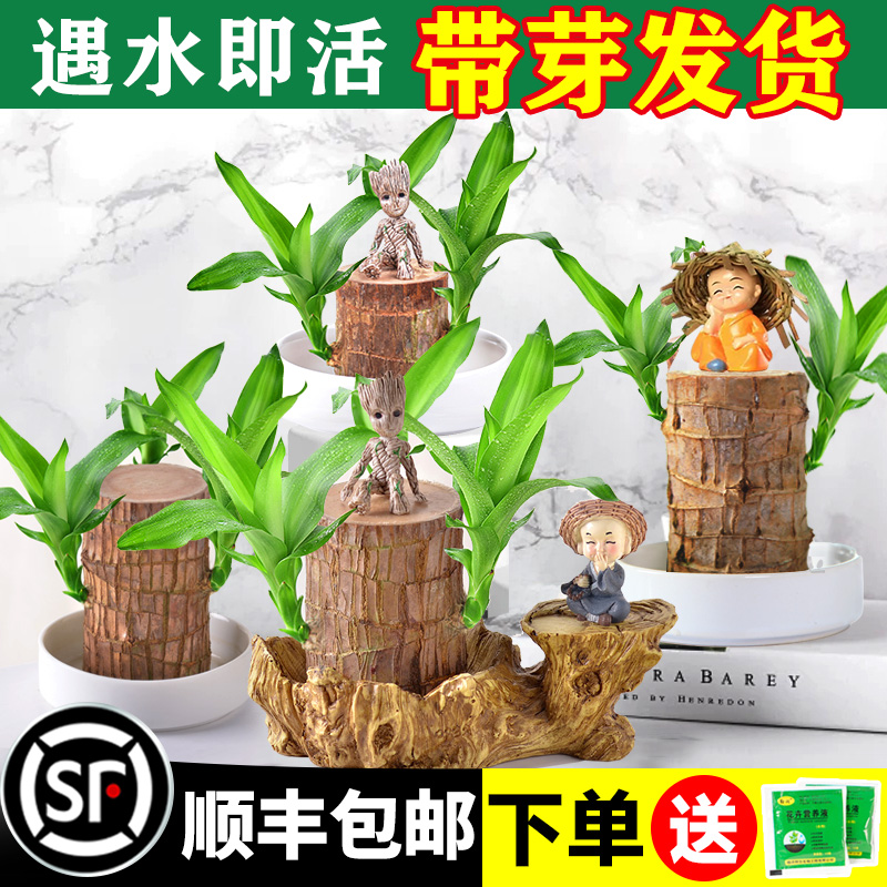 巴西木8.8元1套桌面带芽精品