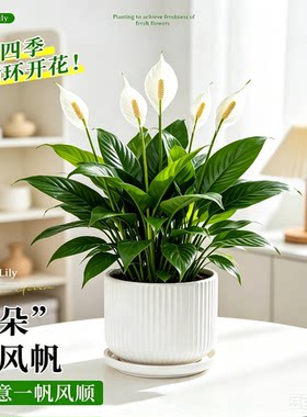 特大白掌绿植盆栽一帆风顺花卉办公室内大型带花绿植物四季好养活