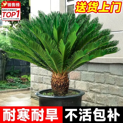 花叶春铁树盆栽耐旱耐寒