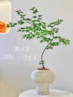 Flower-leaf Spring Stream maple potted green plant, study, living room, courtyard plant, Golden Willow Spring maple tree bonsai, Japanese Zen style thumbnail 2