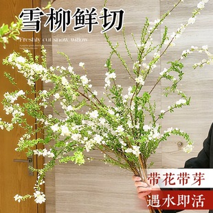 雪柳鲜枝带花苞干支纯水培植物室内好养花卉绿植盆栽桌面水养龙柳