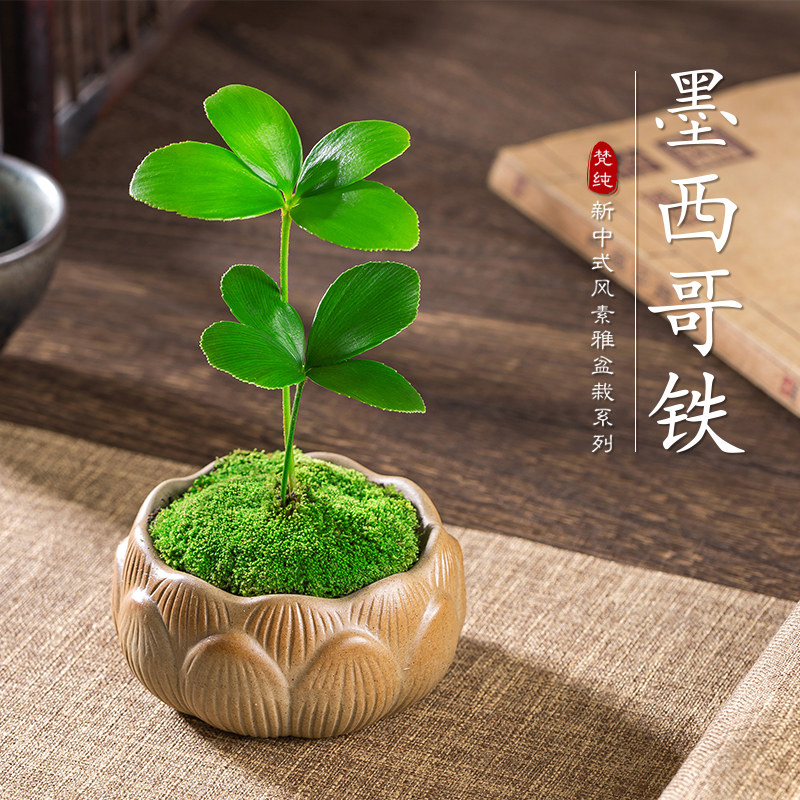 幸运四叶草迷你盆栽墨西哥铁树趣味办公室内绿植物桌面高颜值好养