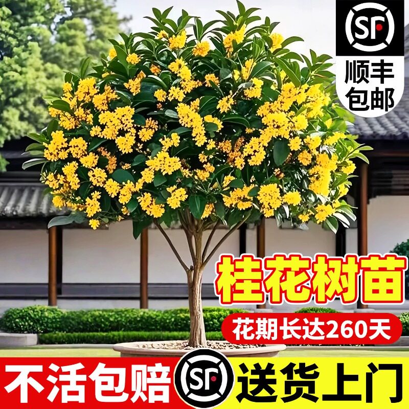 桂花树苗八月桂金桂庭院别墅地栽特大四季桂绿化盆栽四季花卉植物