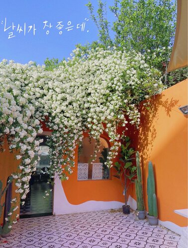 花椰菜木香花庭院春季花量大好养