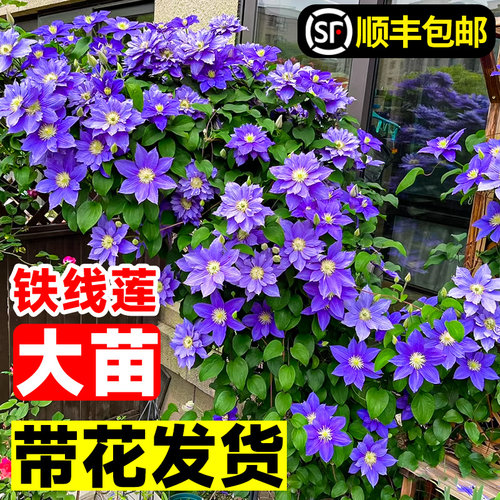 花叶春铁线莲盆栽基地直销