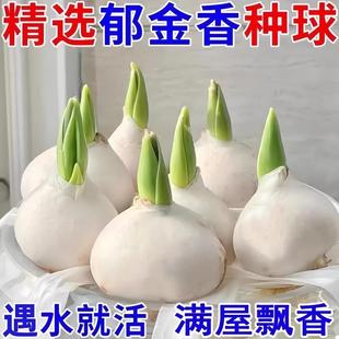 精选进口郁金香种球春节水培开花室内外耐寒热花园好养花卉盆栽