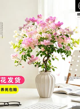 带花发货三角梅漳红樱绿樱精品四季重瓣开花老桩盆栽高端勤花绿植