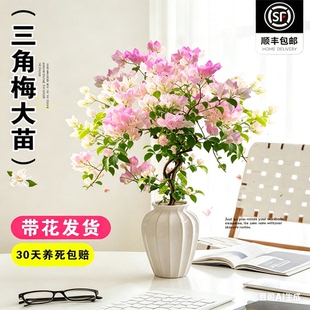 带花发货三角梅漳红樱绿樱精品四季重瓣开花老桩盆栽高端勤花绿植