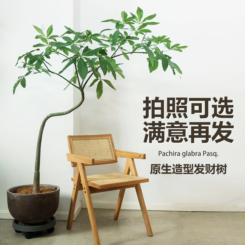 飘枝原生发财树大棵盆栽老桩造型网红室内客厅型绿植乔迁公司新居