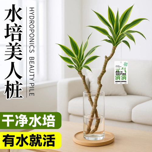 美人桩水培巴西铁盆栽老桩